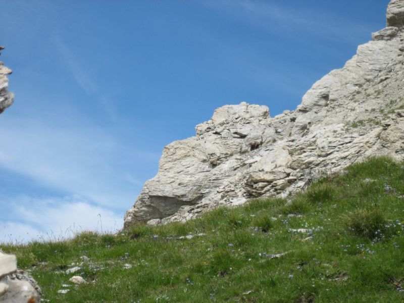 Chapeau (30) goats